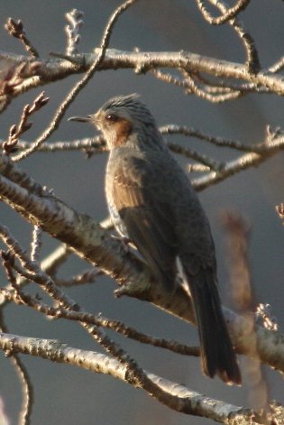 �q���h��