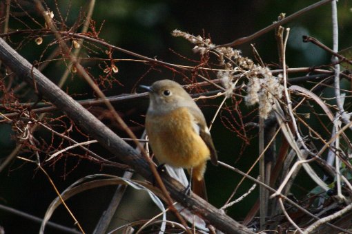 �W���E�r�^�L