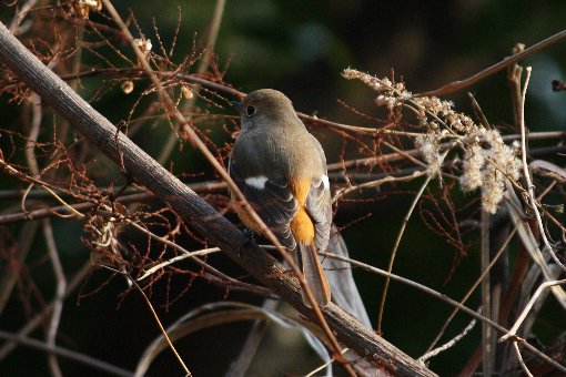 �W���E�r�^�L