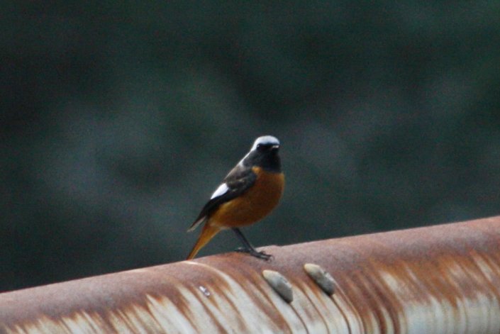 �W���E�r�^�L