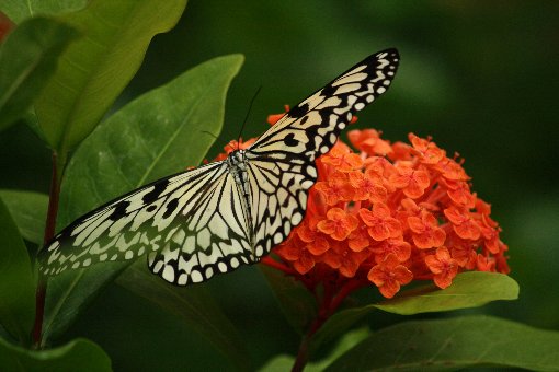 �I�I�S�}�_��