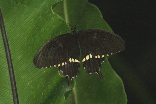 �V���I�r�A�Q�n