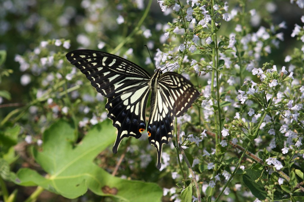 �i�~�A�Q�n