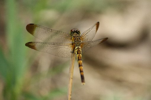 �}���^�e�A�J�l