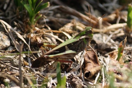 �g�m�T�}�o�b�^