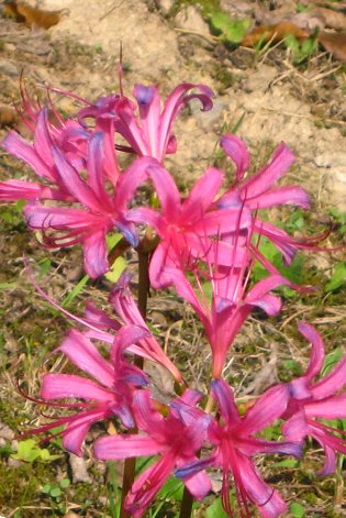 �ԉ߂���ފ݉�