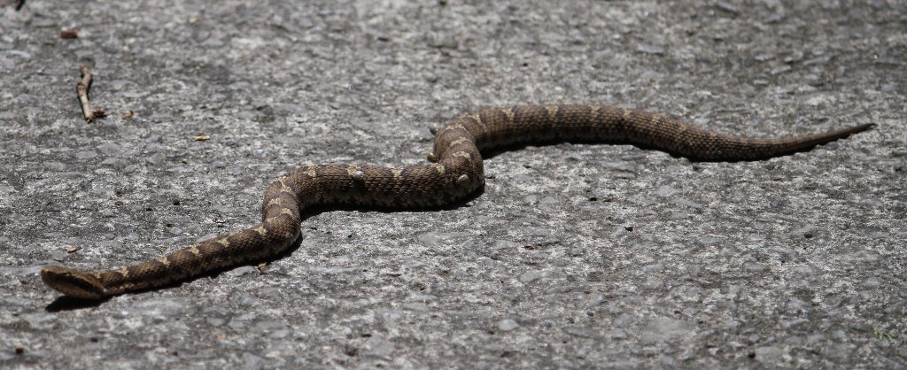 �M�d�Ȑԃ}���V