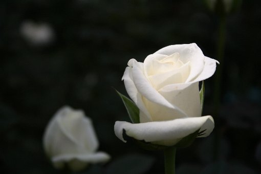 �z���C�g���[�Y