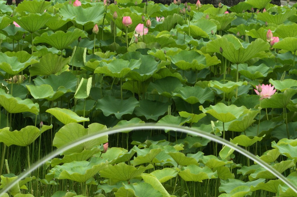 ������ׂȂ������z�[�X�̐�