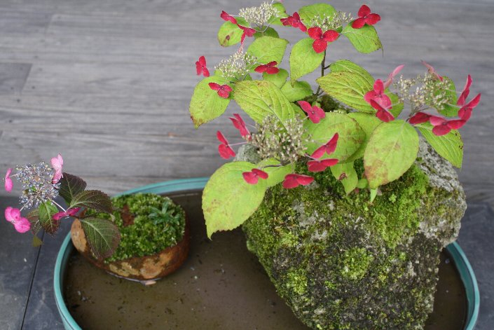 ������̎R�A�W�T�C