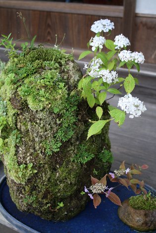 ������̎R�A�W�T�C