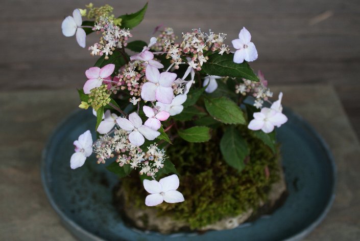 ������̎R�A�W�T�C