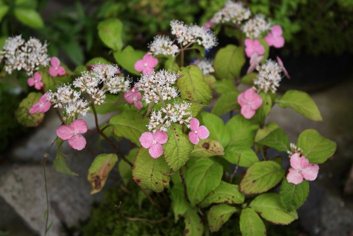 ������̎R�A�W�T�C