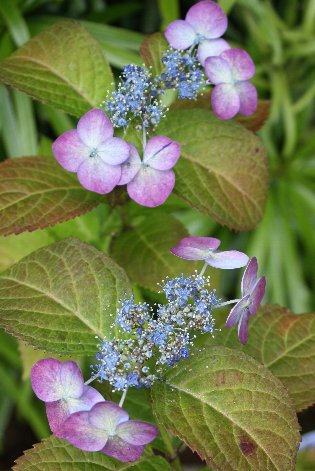 ������̎R�A�W�T�C