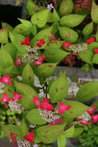 ������̎R�A�W�T�C