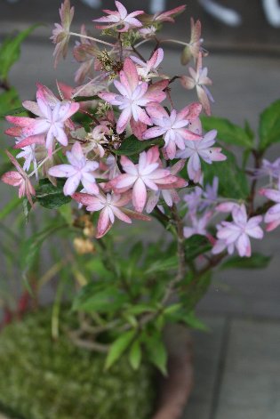 ������̎R�A�W�T�C