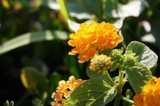 ���F�̃A�W�T�C