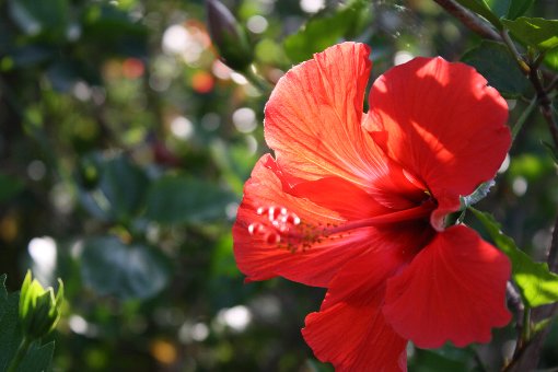 �n�C�r�X�J�X