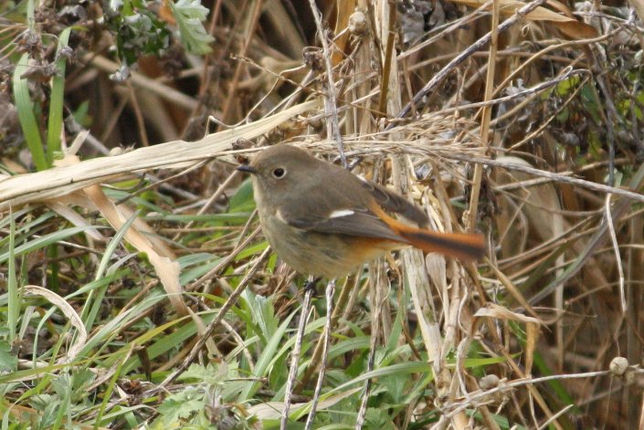 �W���E�r�^�L