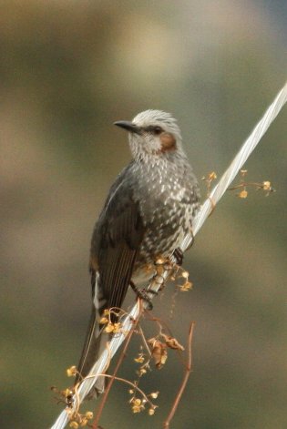 �q���h��