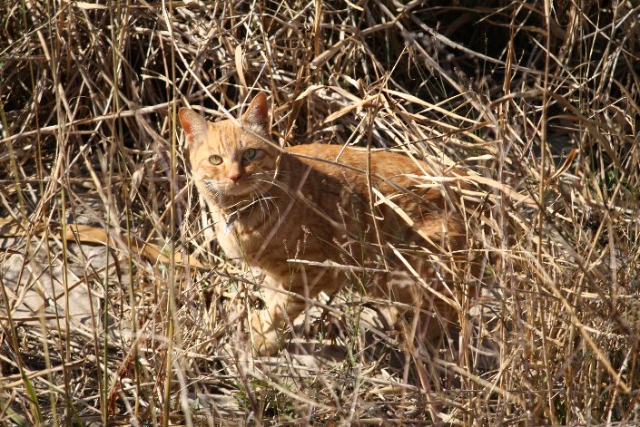 �͂ꂽ���F�̔L