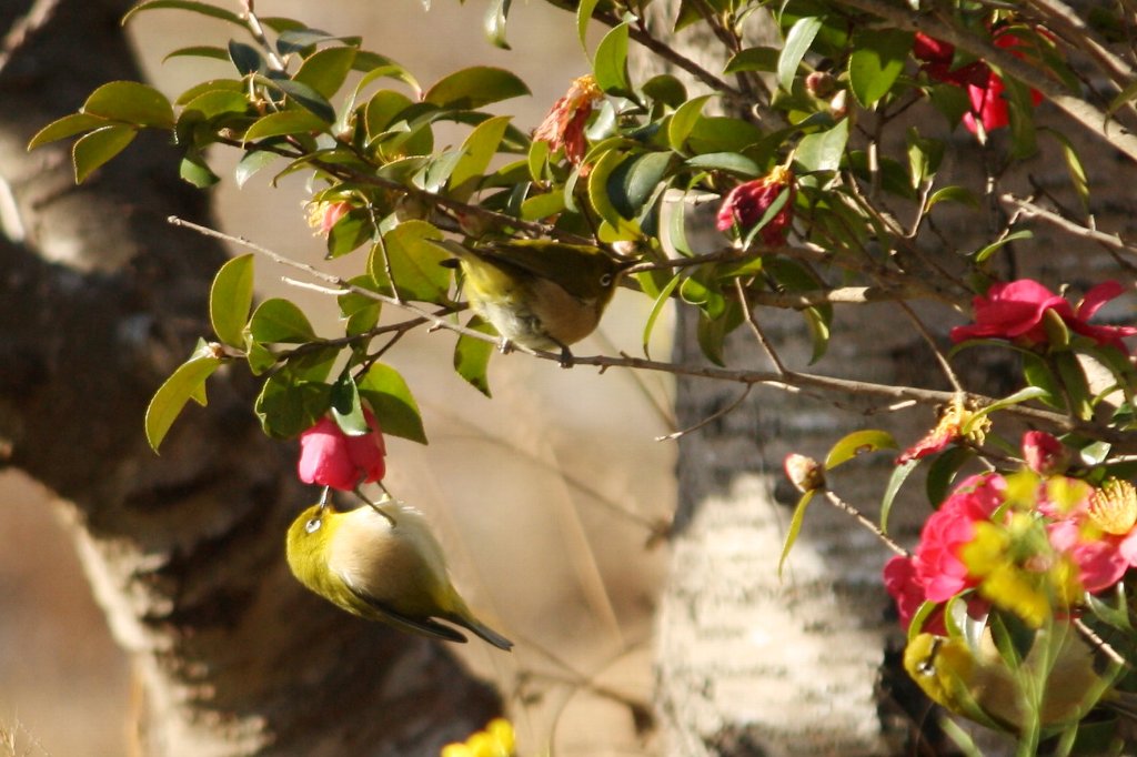 �R���Ԃƃ��W��