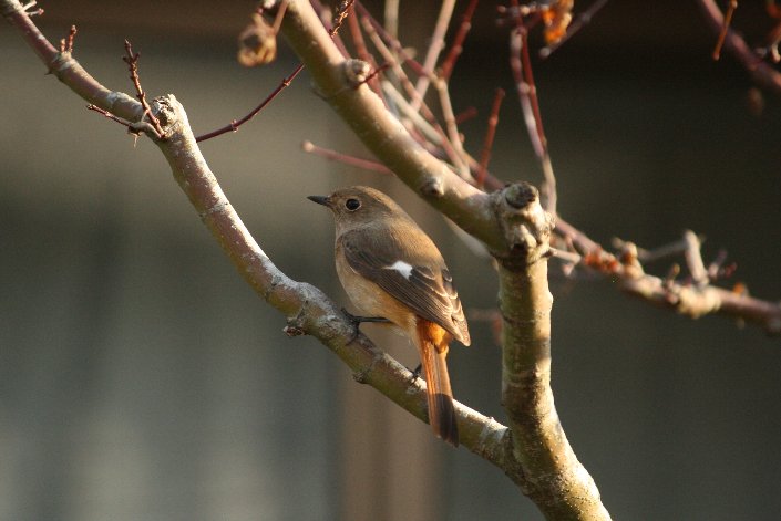 �W���E�r�^�L