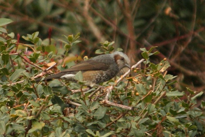 �q���h��