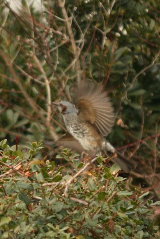 �q���h��