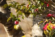 �R���Ԃƃ��W��