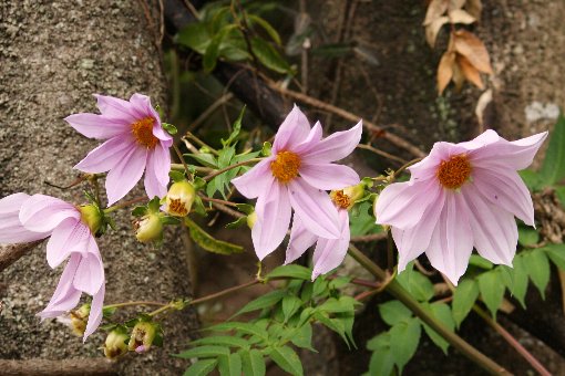 �o�C�o�C���ˁ`