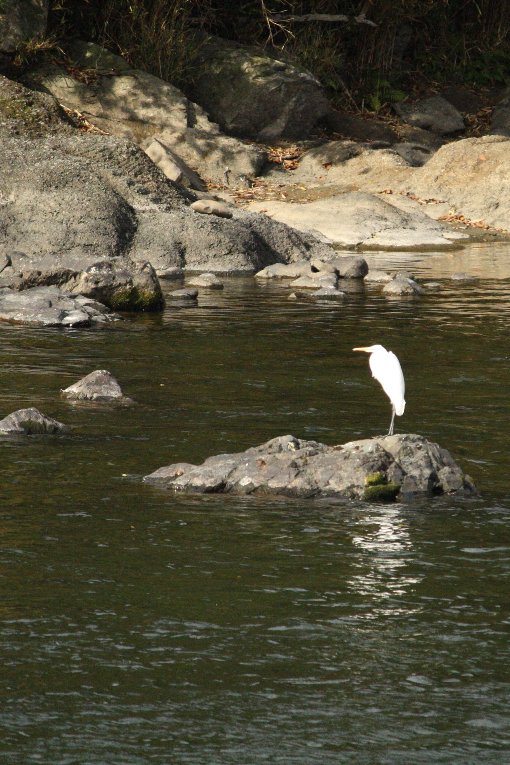 �I�f���ʂ��Č����