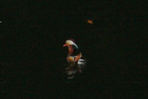 �G�b�@�Ȃ񂩋�������