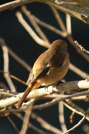 �W���E�r�^�L��