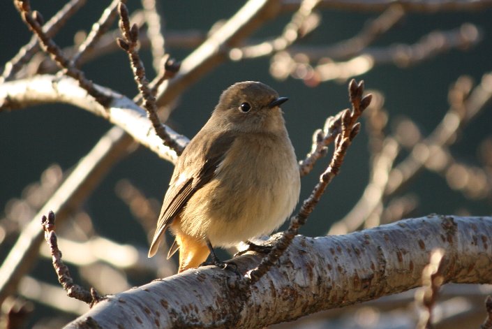 �����ڂ���