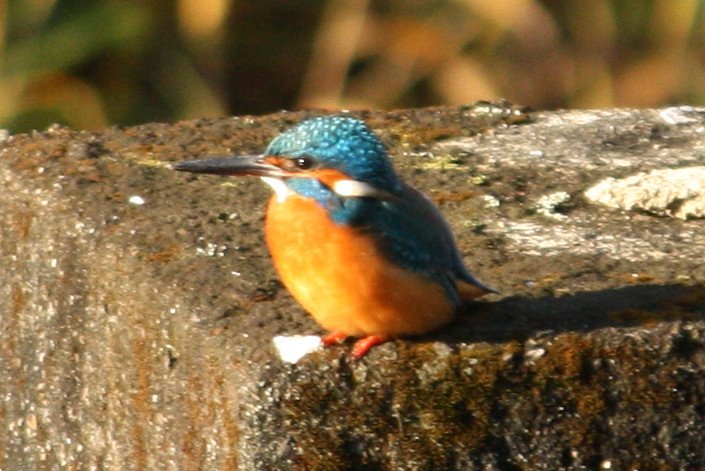 �J���Z�~�����؂�`