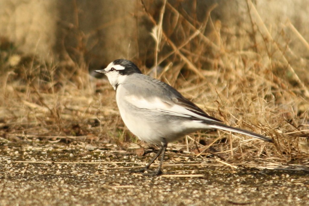 ���K�s���R�s���R���T��