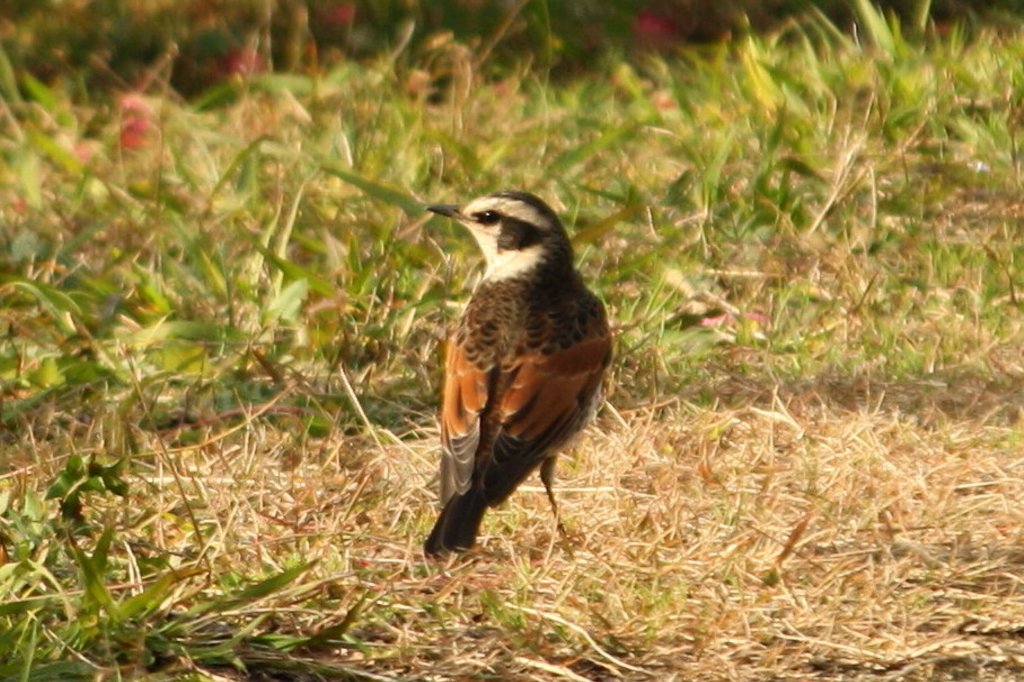 ���̂��R���Ԃ̂��΂Ń|�[�Y���Ƃ��Ă��I