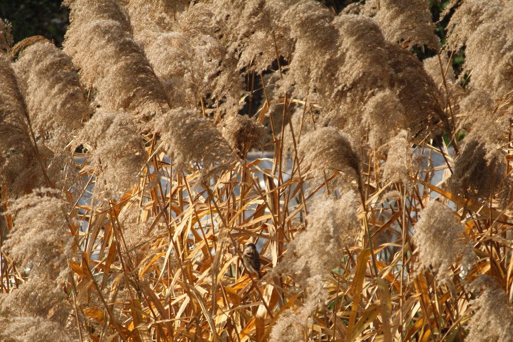 �Ō���g��