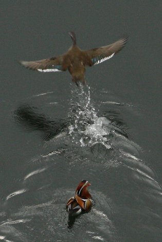 �����ē����鉕��