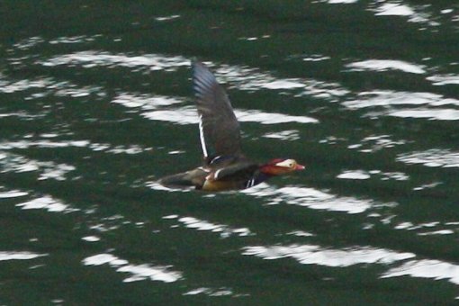 �����ē����Ă�����