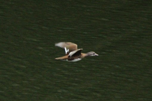 �����ē����Ă�����