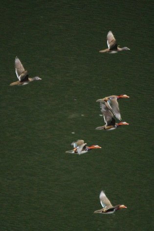 �����냄�@�S