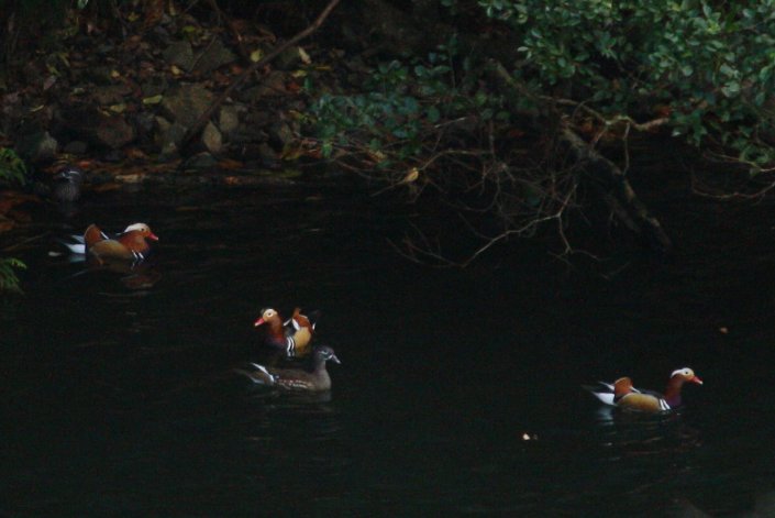 ̰�����ϖ؈��ޗǂ��l