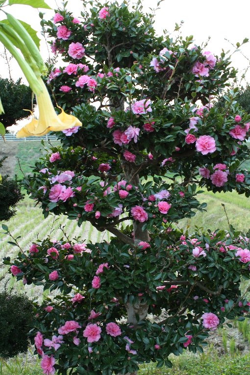 �G���[���E�g�����y�b�g�ƎR����