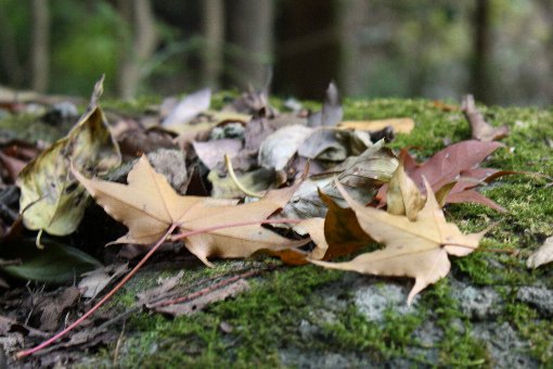 ���ŉ��̑�߂��ɂ�