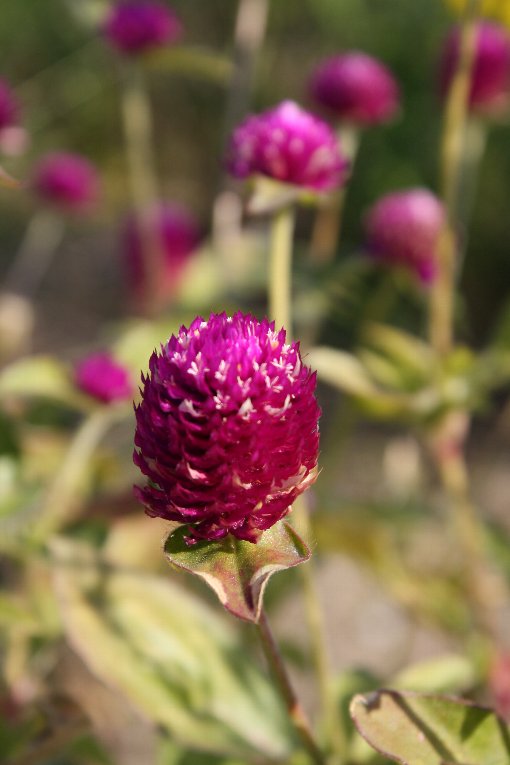 ���̐���g