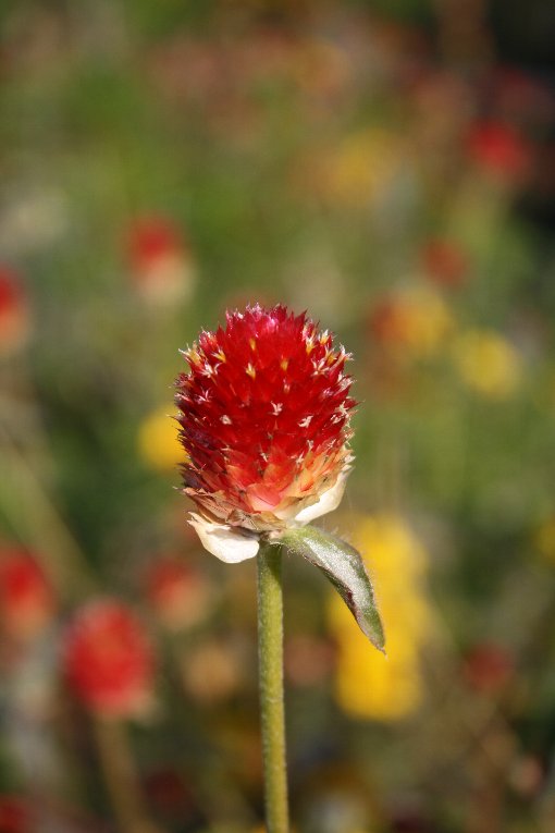 �I�����W�̂̐���g