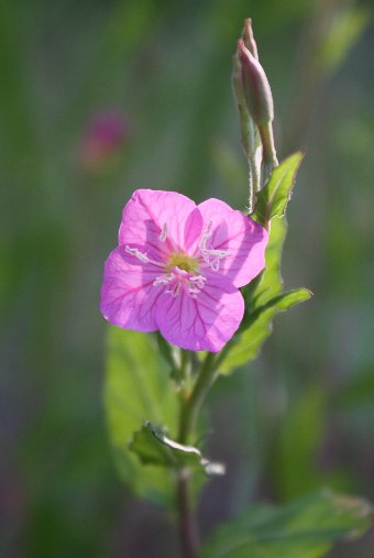 �A�J�o�i���E�Q�V���E