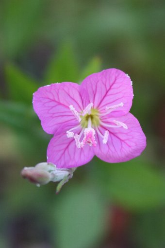 �A�J�o�i���E�Q�V���E